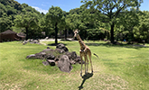 動物公園に癒されに行こう